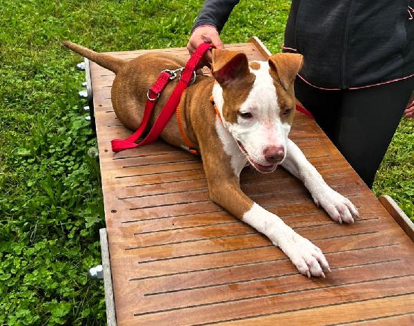 NALA BELLISSIMA CUCCIOLA Foto 3